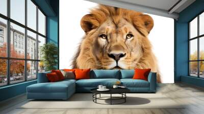 lion face shot isolated on transparent background png Wall mural