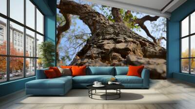 old sandalwood tree upward view AI Wall mural