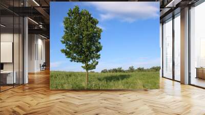 One tree in a field in a blue sky at the Linne Woods restored tallgrass prairie in Morton Grove, Illinois Wall mural