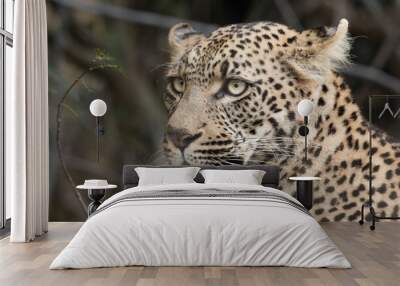 Portrait of the face of an African leopard Wall mural