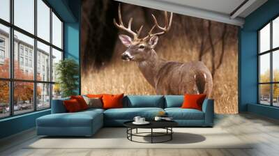 White Tailed Buck Alert for Predators Wall mural