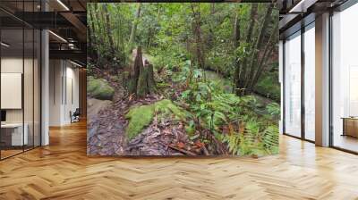 Rainforest Trail 2 Wall mural