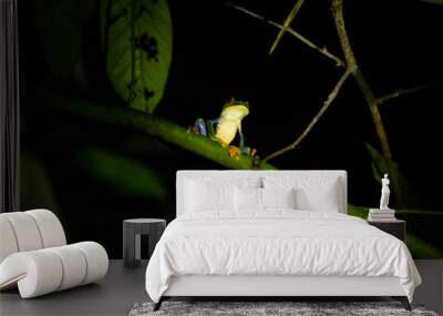 Red eyed tree frog perched at night Wall mural