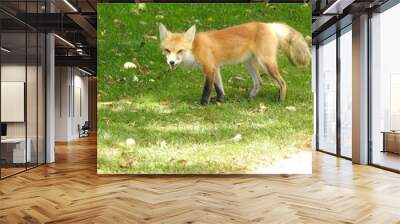 Red Fox Wall mural