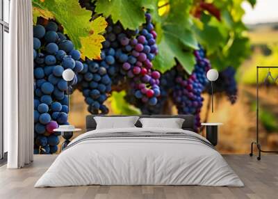 Ripening grapes in a traditional vineyard in Sardinia. Wall mural