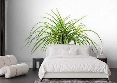 Spider plant Wall mural