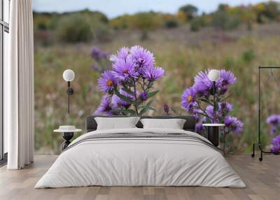 Two clusters of New England Asters at Raven Glen Forest Preserve in Antioch, Illinois with autumn foliage in the background Wall mural