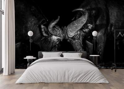 Two male buffalo fighting at night Wall mural