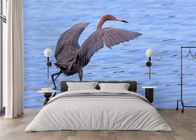 Reddish egret foraging with wings spread Wall mural