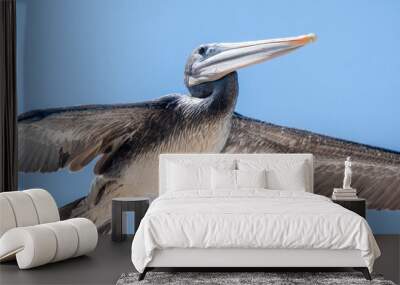 A brown pelican (close up) gliding over the ocean waves Wall mural