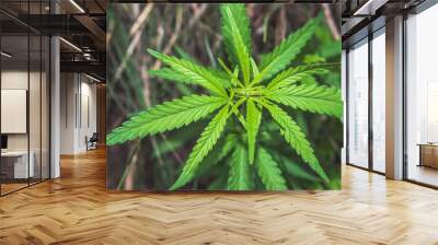 fresh marijuana leaves growing in nature by the road Wall mural