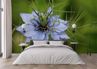 Blue love in a mist flower close up Wall mural