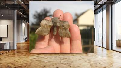 Poplar hawk moth on a hand with buildings and trees in the background. Wall mural