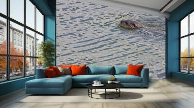 North American river otter swimming in  Florida fresh water lake Wall mural