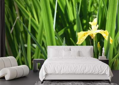 Yellow Iris in reeds Wall mural