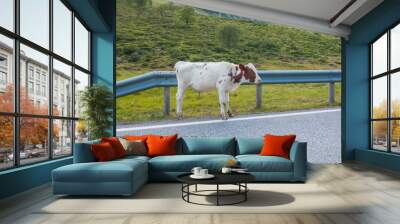 A cow is standing on the road. Norway Wall mural