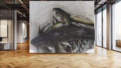 fresh fish caught at sea Wall mural