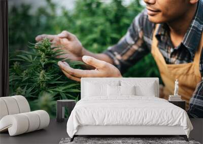 Close up hand of  Young man in a hemp field checking plants and flowers, agriculture. Cannabis business and alternative medicine concept. Wall mural