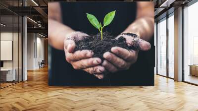 Two hands of the men were holding seedling to be planted. Wall mural