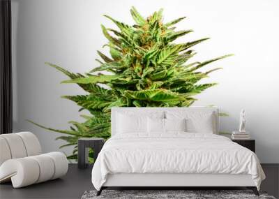 Marijuana bud isolated on white background Wall mural