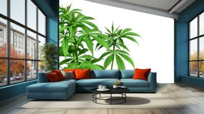 Marijuana plant on white background Wall mural