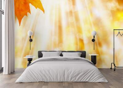 colorful leaves in autumn Wall mural