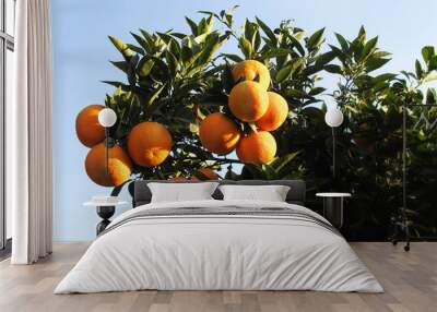 orange tree Wall mural