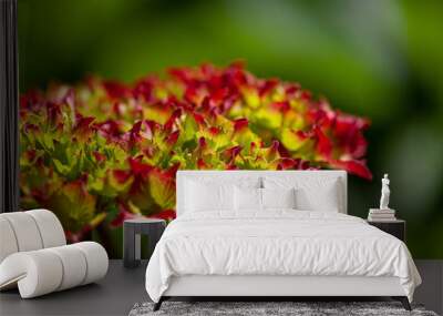 Details of red and green hydrangea blossoms Wall mural