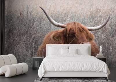 Scottish highland cow with horns close up phtoto made in Ospel on 2 august 2020 Wall mural