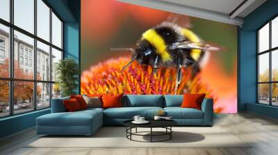 Bumblebee sucks nectar from the flower with her long tongue Wall mural