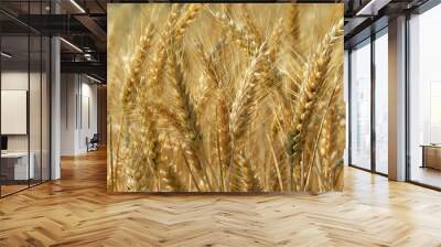 Ripe grain ready to east Wall mural