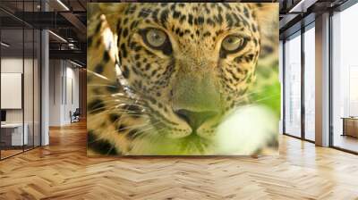 African Leopard close-up of face Wall mural