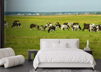 A herd of young cows and heifers grazing in a lush green pasture of grass on a beautiful sunny day. Black and white cows in a grassy field on a bright and sunny day. Wall mural