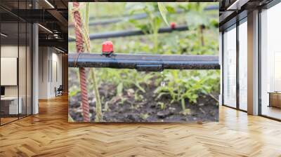 Drip irrigation on the bed. Seedlings of tomato prepared for planting on beds with drip irrigation Wall mural