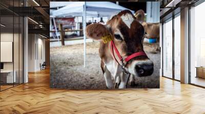 Young cow at petting zoo Wall mural