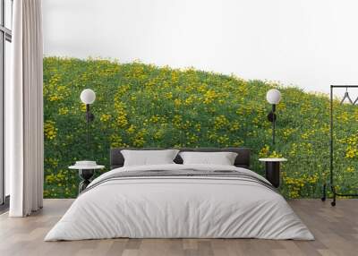 A mound of grass with flowers on a white background. Wall mural