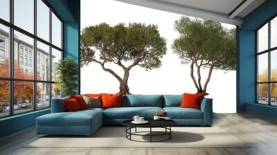 Large olive tree on transparent background Wall mural