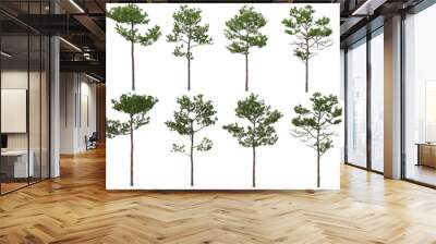 Trees with tall trunks on a transparent background Wall mural