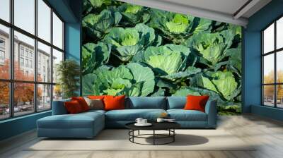 Green Cabbage field garden on sunlight outdoor background Wall mural