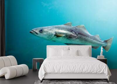 Cod fish swimming under water in blue water. Wall mural