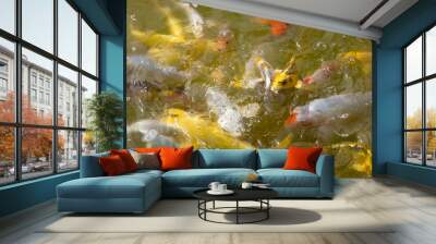 Colorful group of Koi carp in a pool of muddy water Wall mural