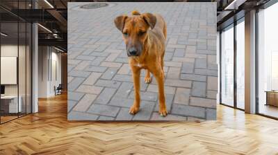 Dog in outdoors mutt in ecuador street orange brown Wall mural