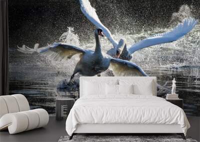 Fighting swans Wall mural