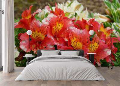 Closeup shot of beautiful St Martin's flowers blooming in a garden Wall mural