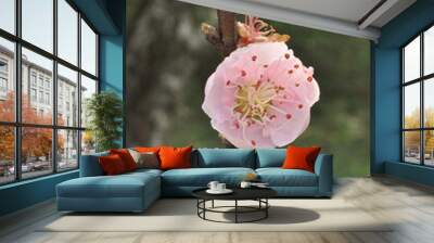 bee collecting nectar from peach blossom Wall mural