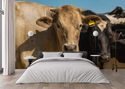 Cattle at close Wall mural