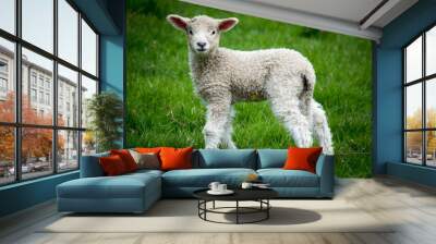 A baby lamb in a field  Wall mural