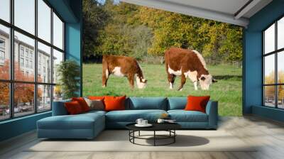 Brown cows Wall mural