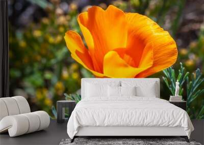 Selective focus of a California poppy, Eschscholzia California yellow flower in the field Wall mural