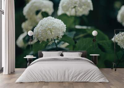 White Hydrangea 2 Wall mural